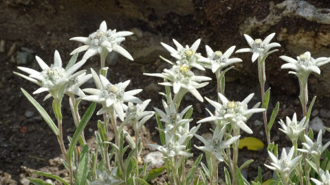 Edelweiss flore alpine massif de la Vanoise Alpes