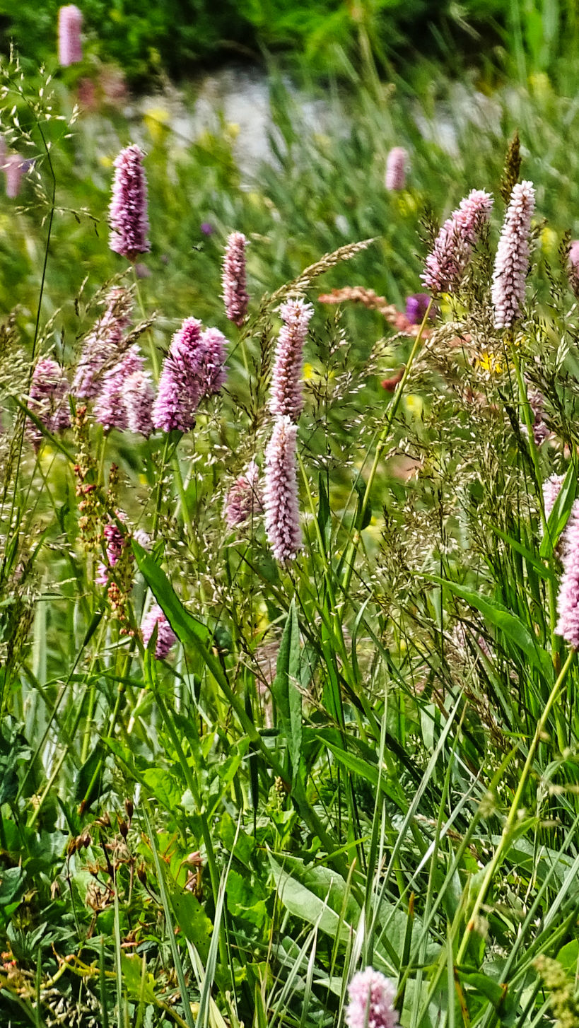 Renouée bistorte massif de la Vanoise