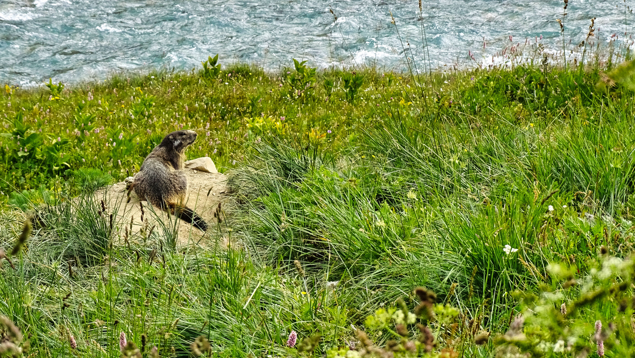 le ruisseau de l'Arc en Vanoise marmotte 