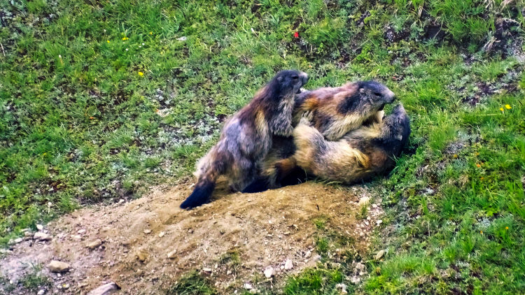 Marmottes en Vanoise