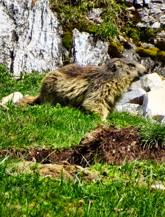 Marmotte Pralognan la Vanoise