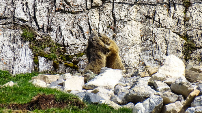 Marmotte en Vanoise