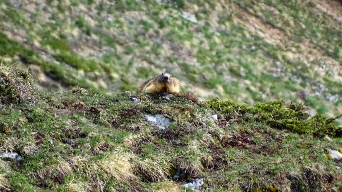 Marmotte en Vanoise