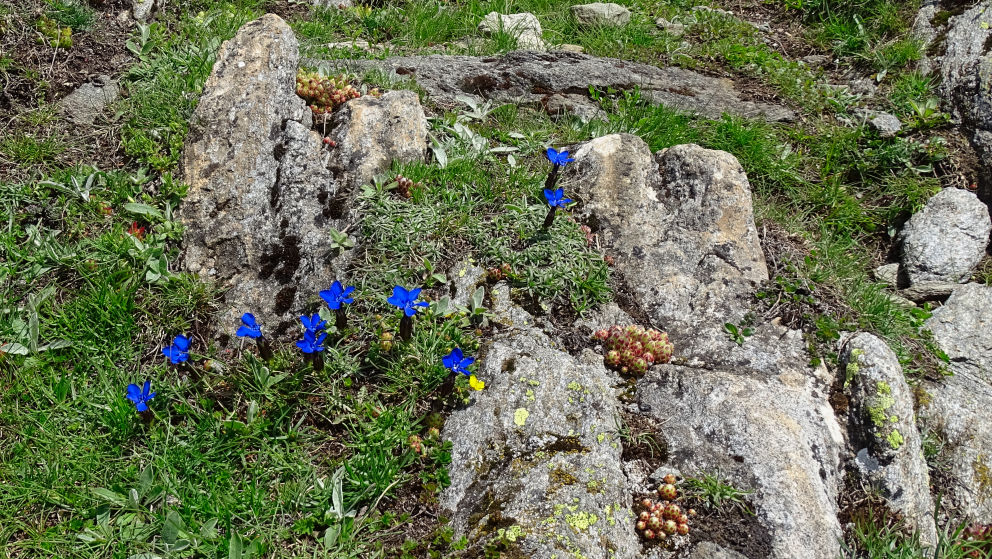 flore alpine massif de la Vanoise