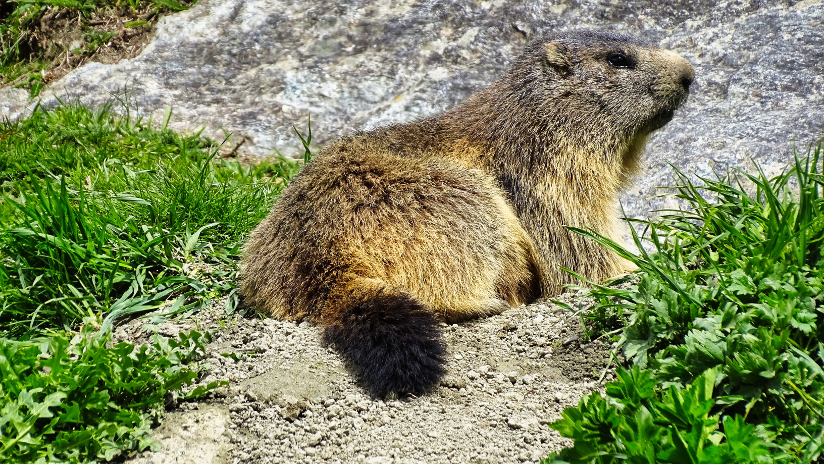 Marmotte massif de la Vanoise