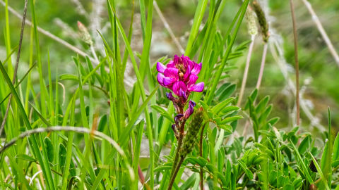 flore alpine massif de la Vanoise Haute Maurienne