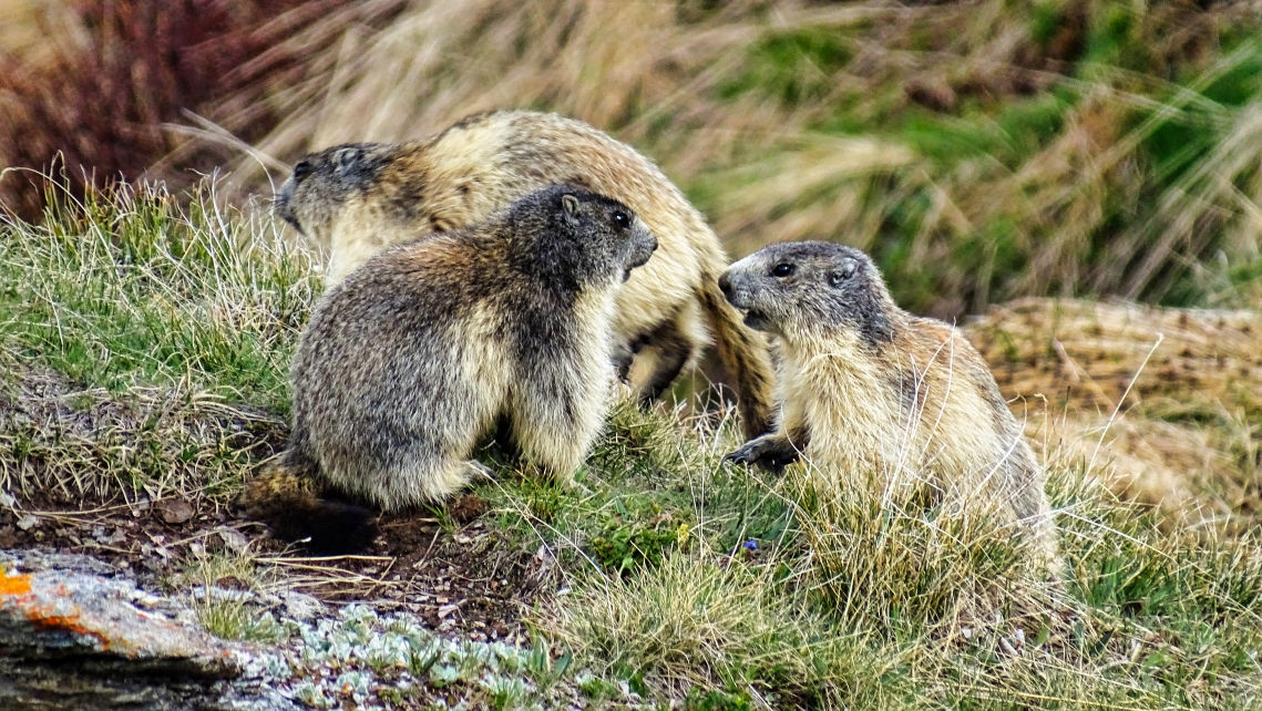 Voir et observer des marmottes en Vanoise