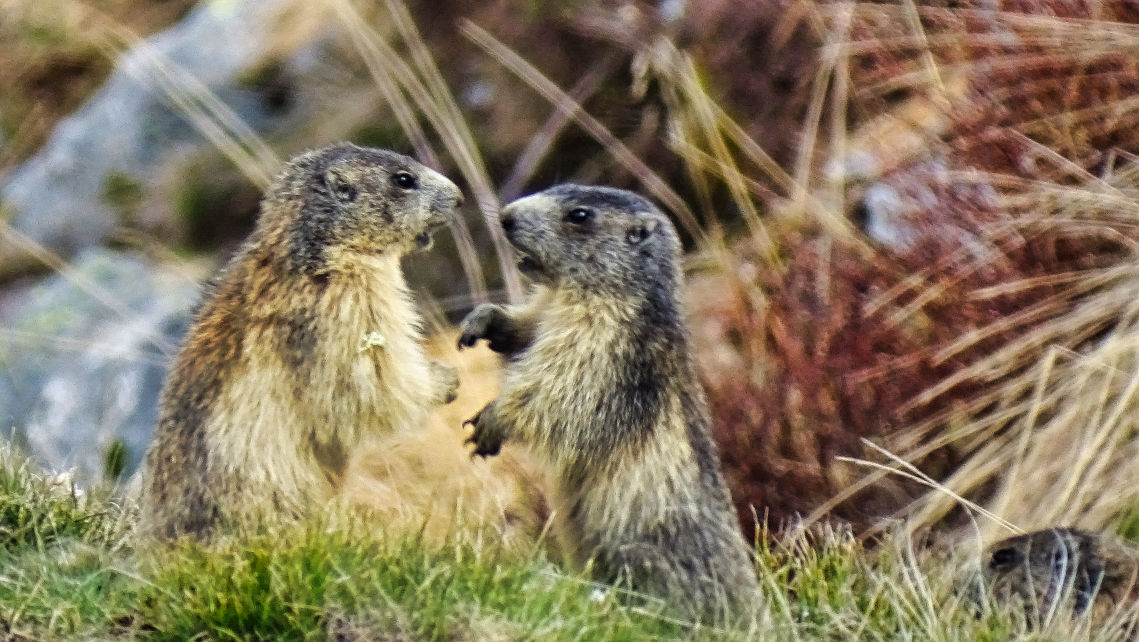Voir et observer des marmottes en Vanoise