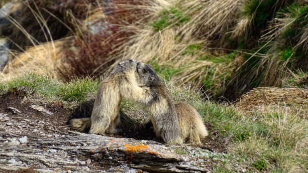 Marmottes massif de la Vanoise photo BAW
