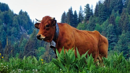 Courchevel Transhumance bovine 