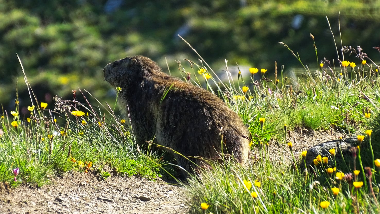 Photographie animalière Bouquetin Chamois et marmottes  en Vanoise