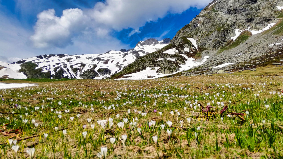 flore alpine massif de la Vanoise